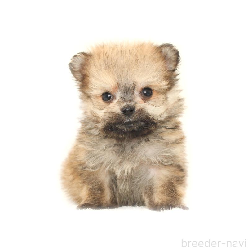 販売中の熊本県のポメマル:ポメラニアン×マルチーズ-423952の2枚目