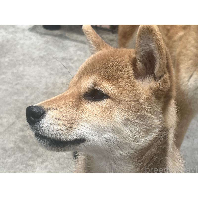 販売中の愛知県の柴犬-423953の4枚目