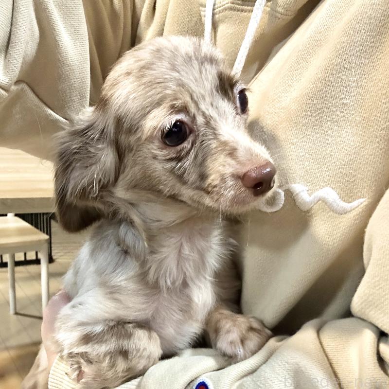 販売中の栃木県のチワックス:チワワ×ミニチュアダックスフンド-415728の2枚目