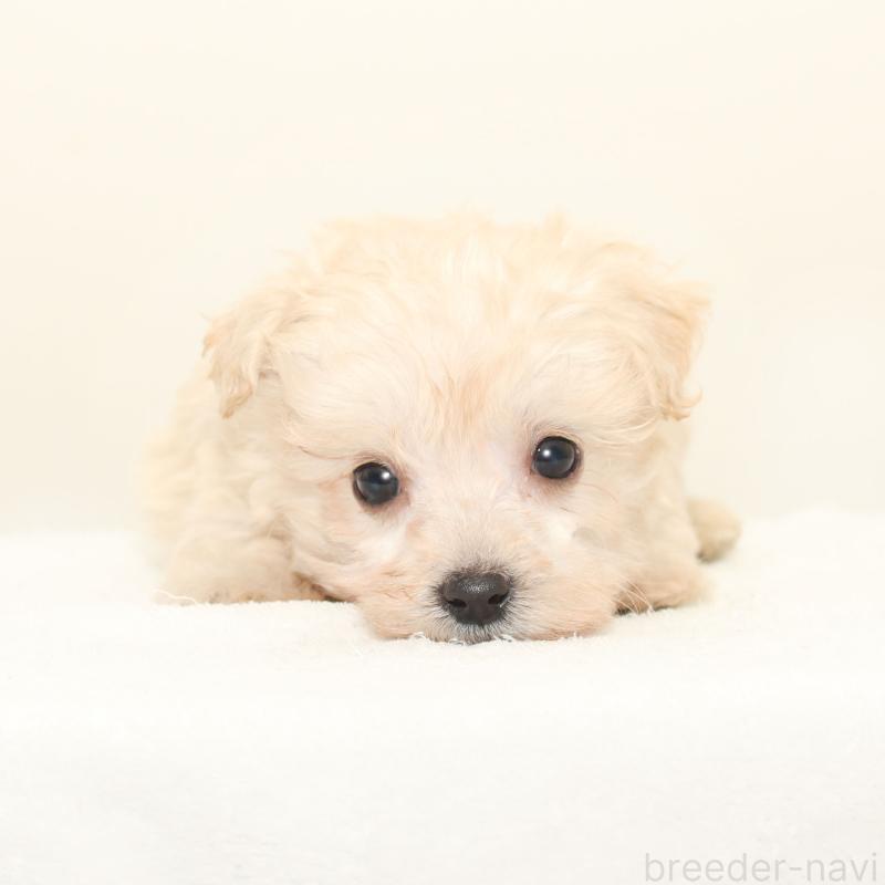 販売中の熊本県のマルプー:マルチーズ×トイプードル-423954