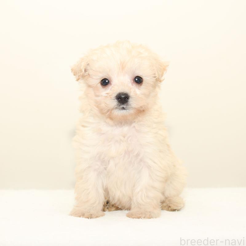 販売中の熊本県のマルプー:マルチーズ×トイプードル-423954の3枚目