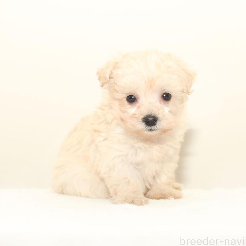 販売中の熊本県のマルプー:マルチーズ×トイプードル-423954の2枚目