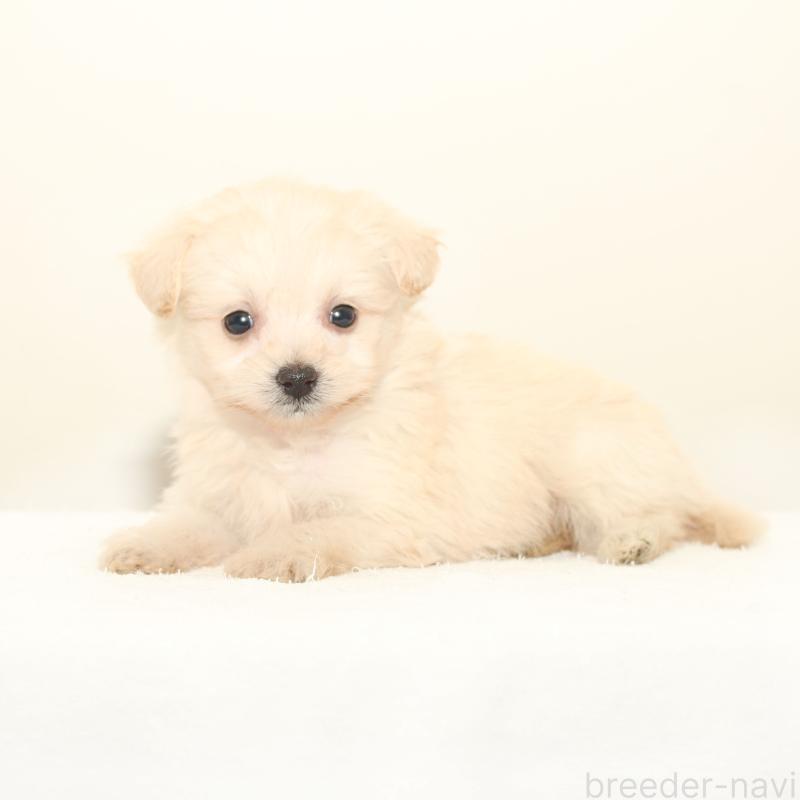 販売中の熊本県のポメプー:ポメラニアン×トイプードル-423955の2枚目
