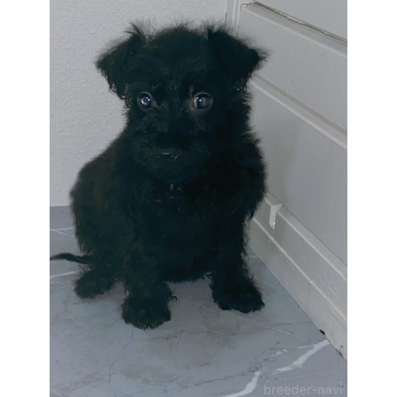 販売中の宮崎県のティーカッププードル-423957