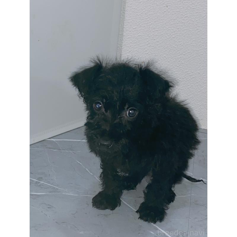 販売中の宮崎県のティーカッププードル-423957の3枚目