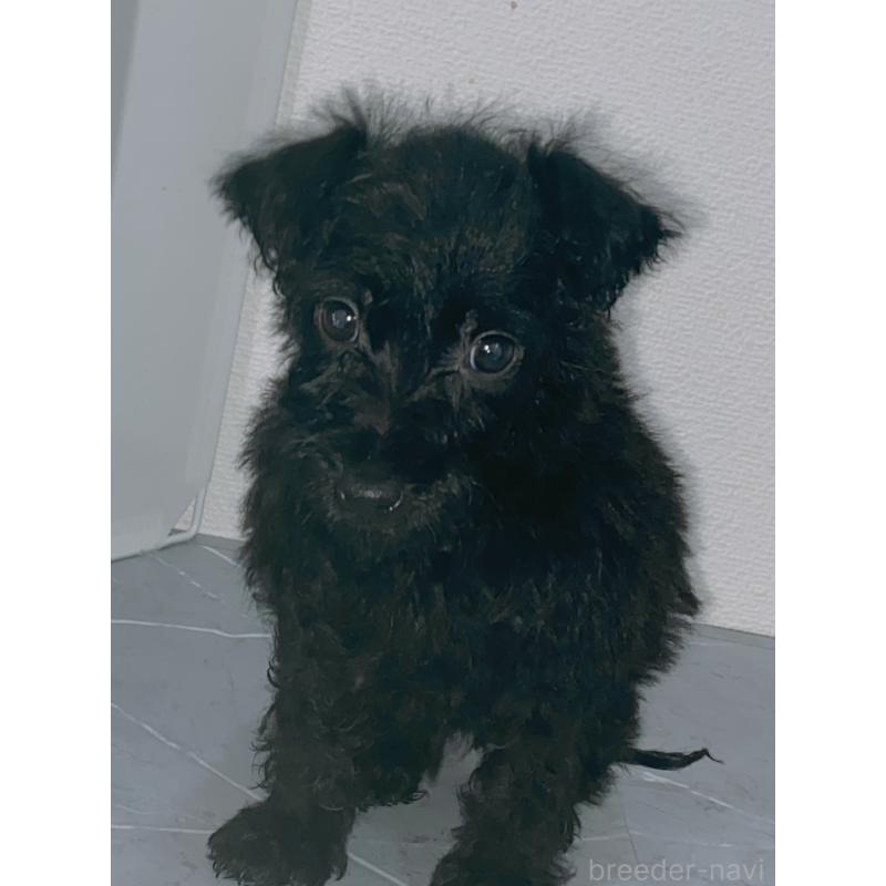 販売中の宮崎県のティーカッププードル-423957の2枚目