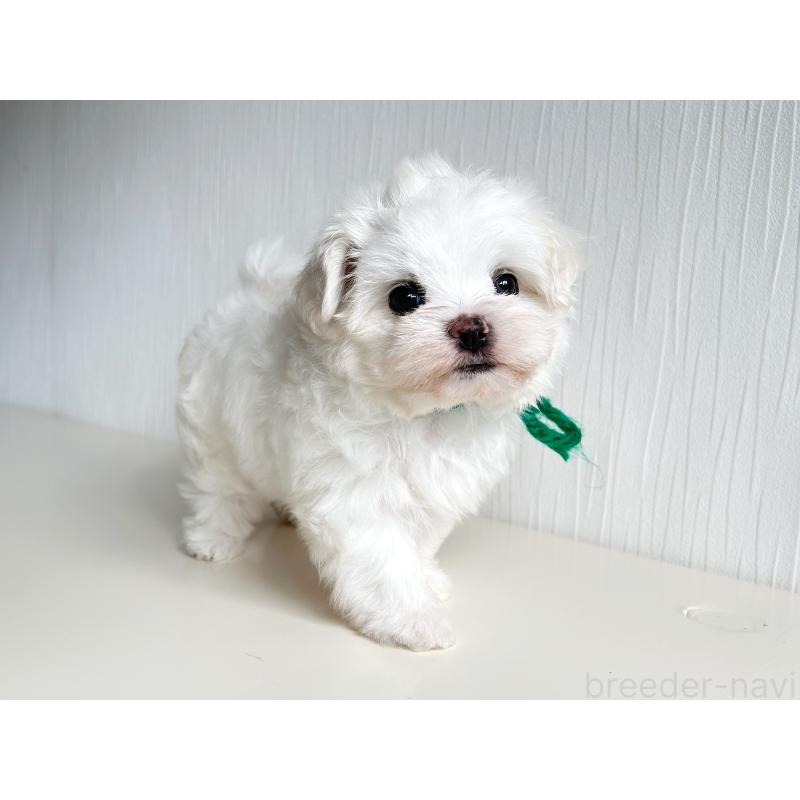 商談中の富山県のマルチーズ-417811の5枚目