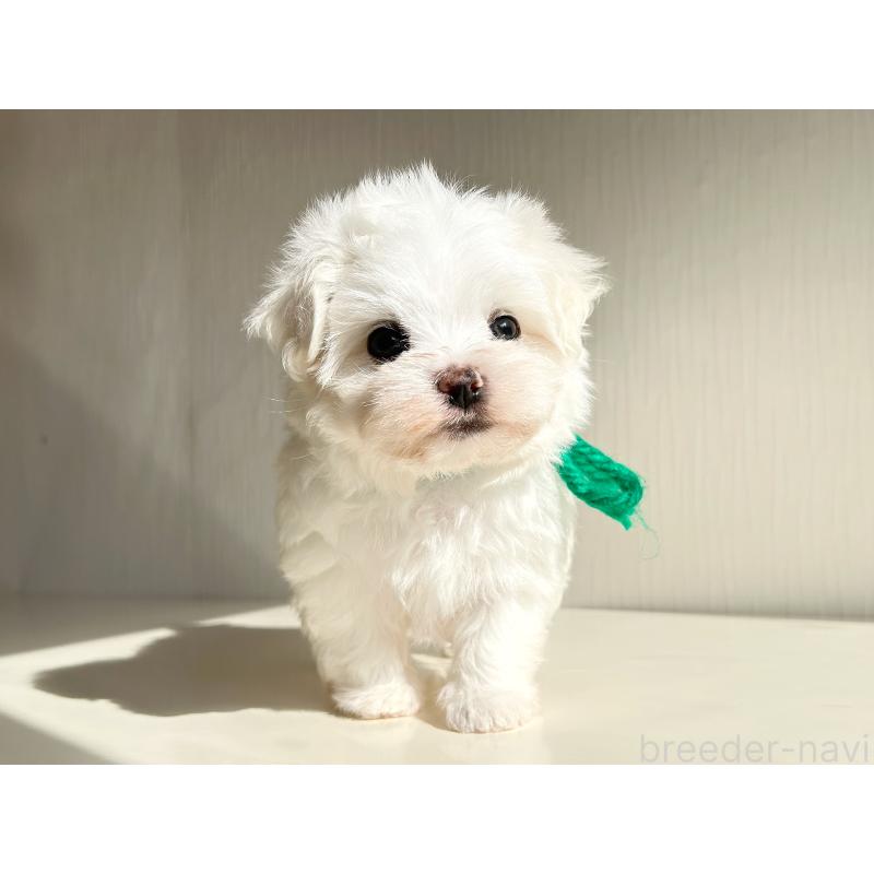 商談中の富山県のマルチーズ-417811の4枚目