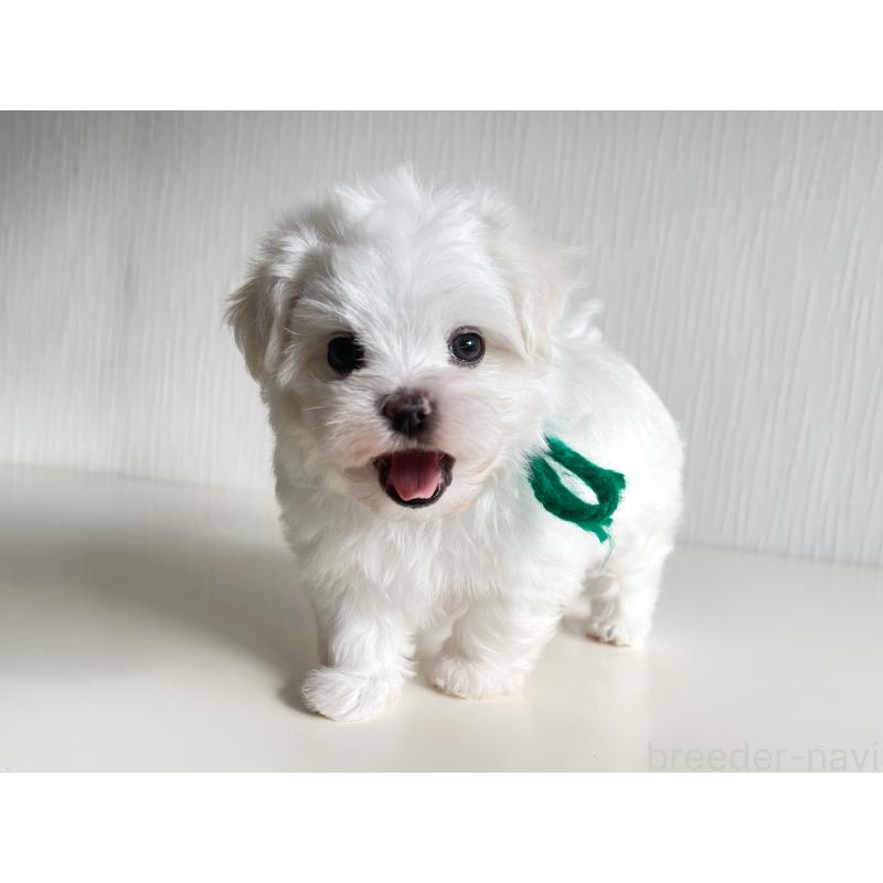 商談中の富山県のマルチーズ-417811の3枚目