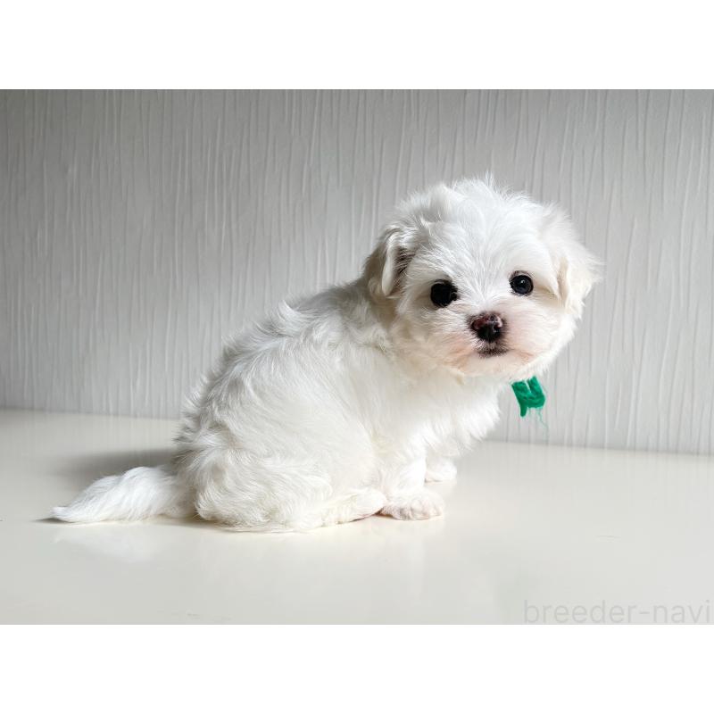 商談中の富山県のマルチーズ-417811の2枚目