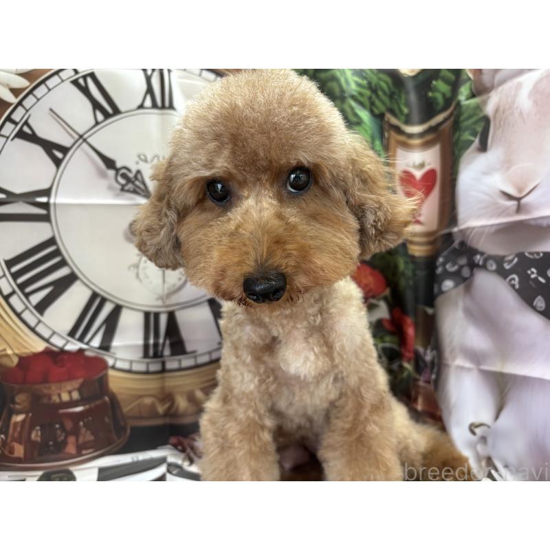 Ricoちゃん1枚目