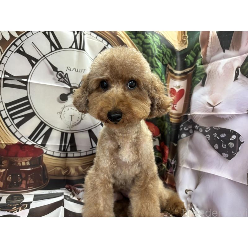 Ricoちゃん1枚目