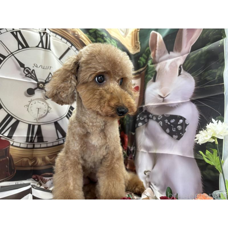 Ricoちゃん1枚目