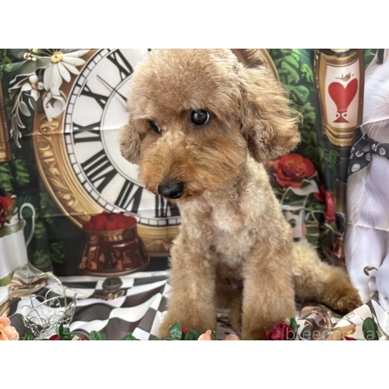 Ricoちゃん1枚目