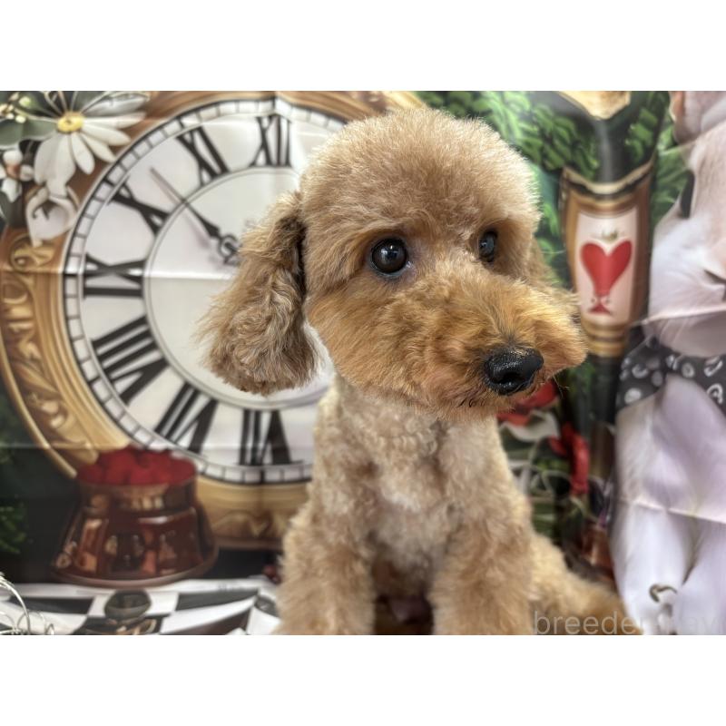 Ricoちゃん1枚目