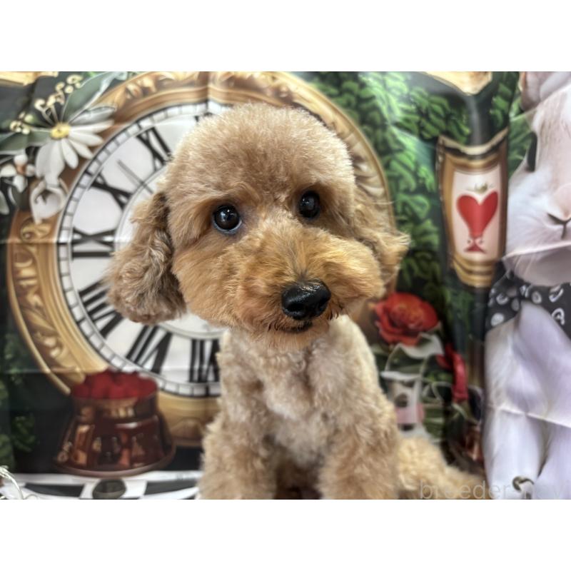 Ricoちゃん1枚目