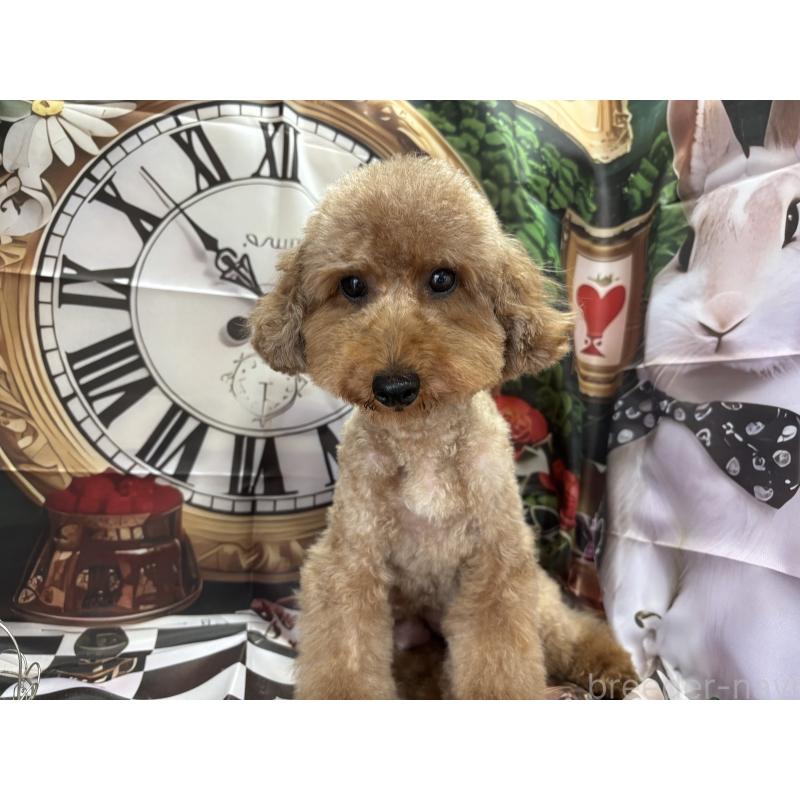 Ricoちゃん1枚目