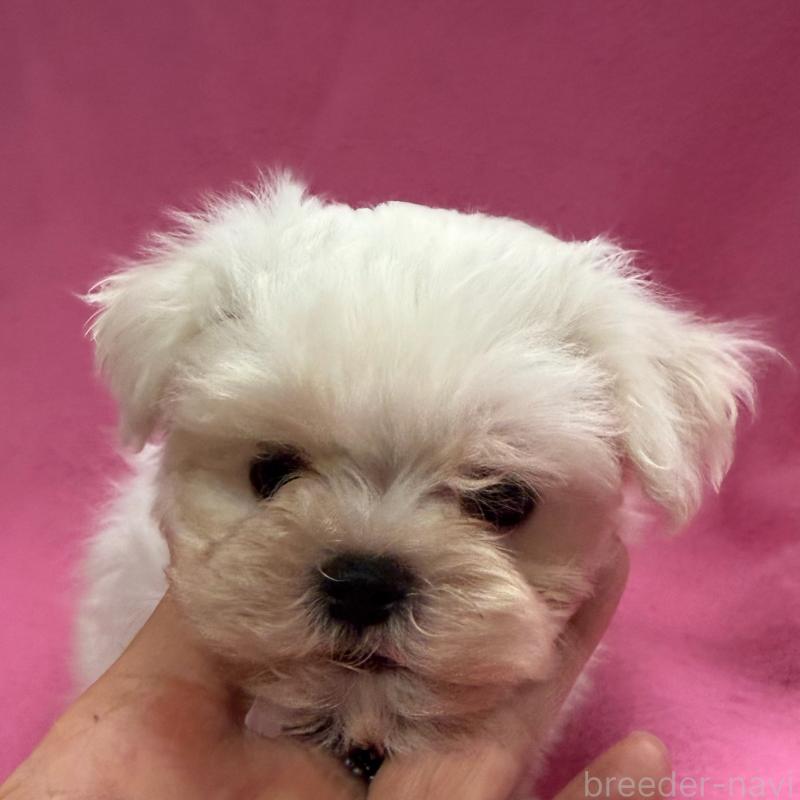 販売中の茨城県のマルチーズ-423959の1枚目