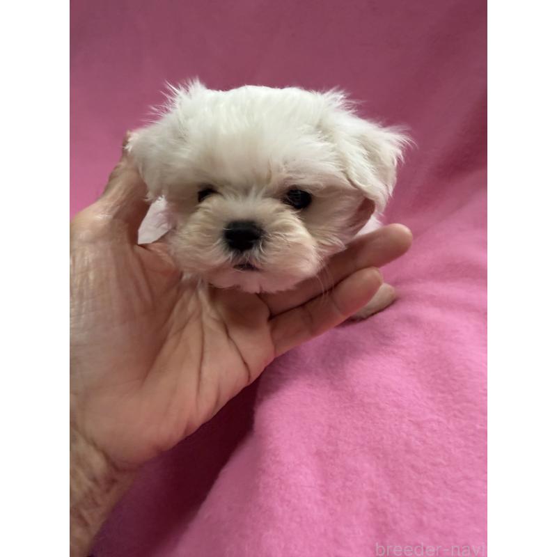 販売中の茨城県のマルチーズ-423959の4枚目