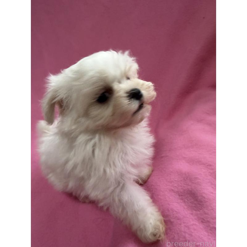 販売中の茨城県のマルチーズ-423959の3枚目