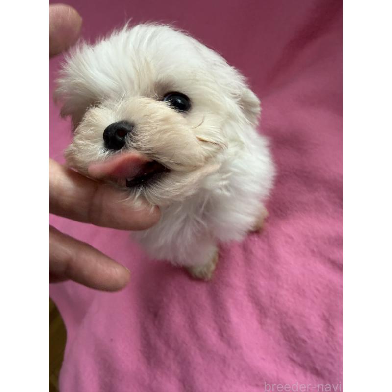 販売中の茨城県のマルチーズ-423959の2枚目