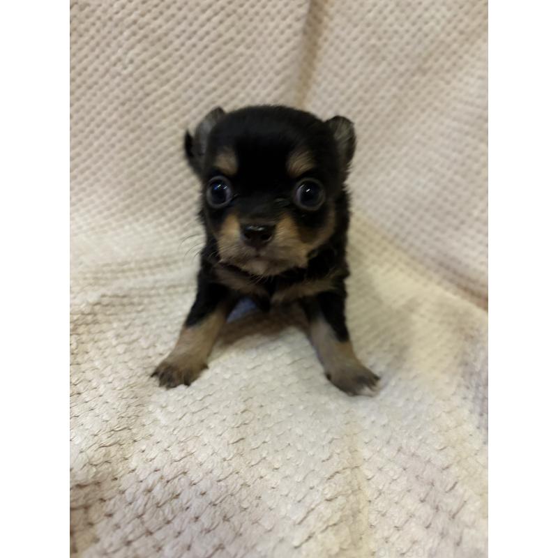 販売中の愛知県のチワワ(ロングコート)-423960の1枚目