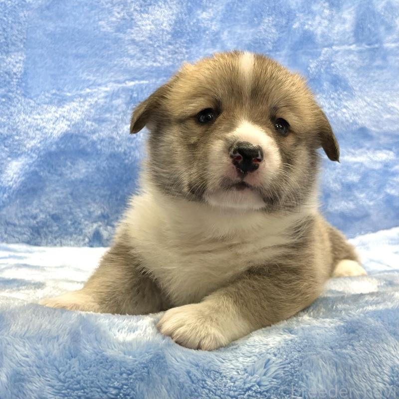 販売中の大阪府のウェルシュコーギーペンブローク-422829