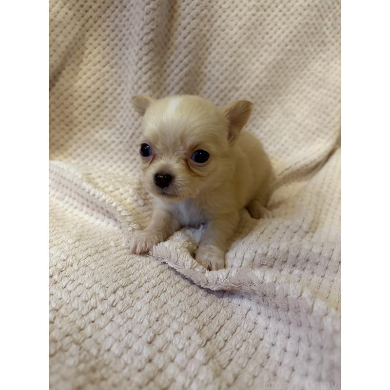 販売中の愛知県のチワワ(ロングコート)-423964