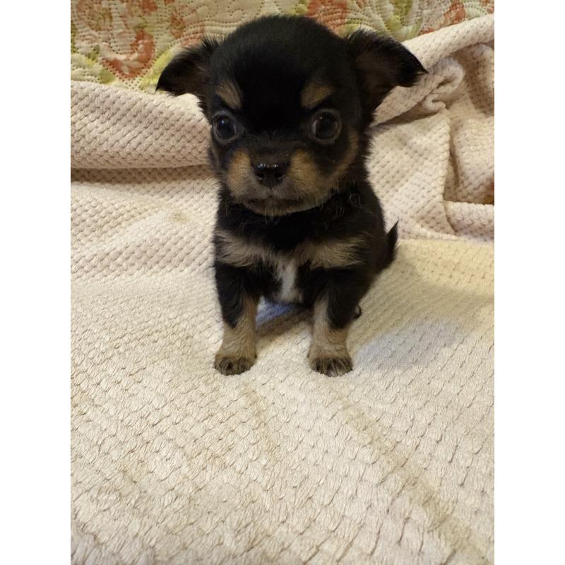 販売中の愛知県のチワワ(ロングコート)-423965