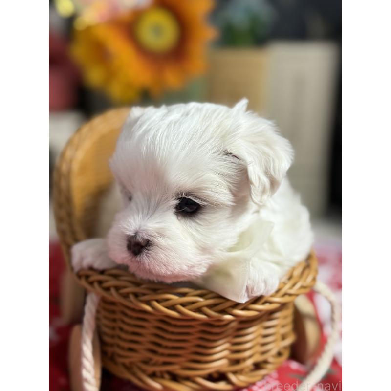 販売中の宮崎県のマルチーズ-423968の4枚目