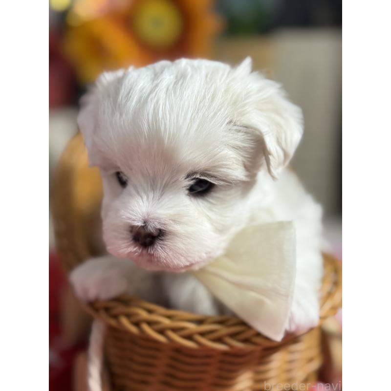 販売中の宮崎県のマルチーズ-423968の2枚目