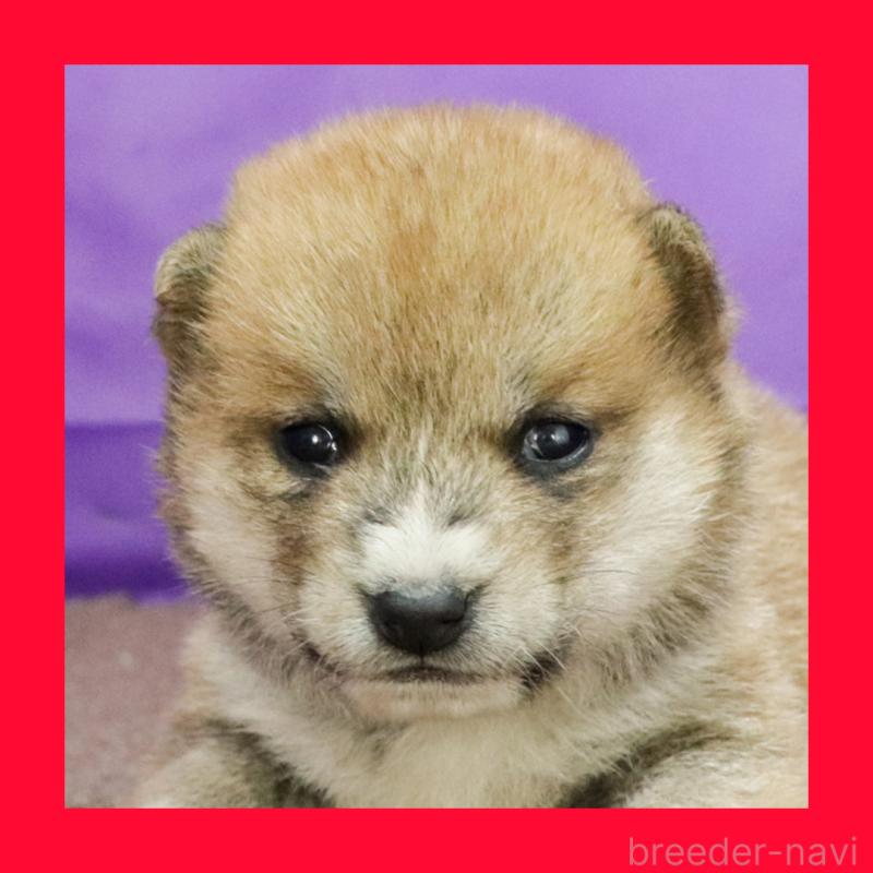 販売中の愛知県の豆柴-422009