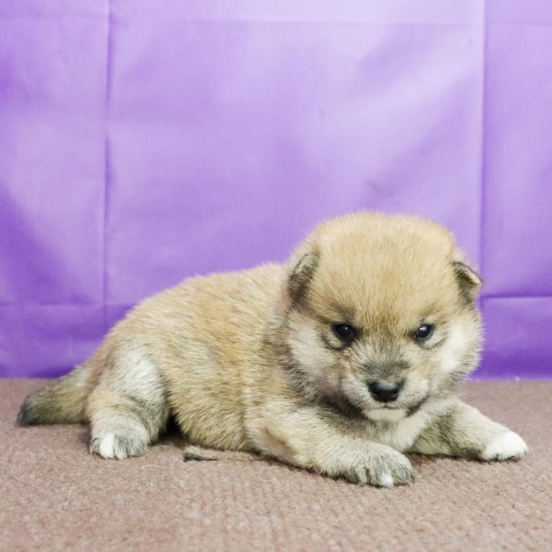 成約済の愛知県の豆柴-422583の5枚目