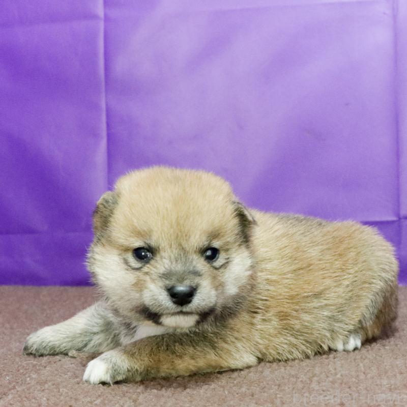 成約済の愛知県の豆柴-422583の4枚目