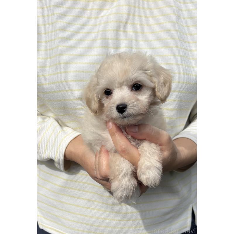 販売中の熊本県のミックス犬-422030の6枚目