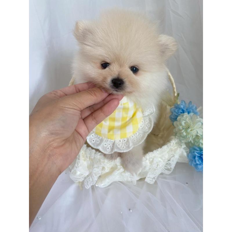 販売中の兵庫県のポメラニアン-414753の6枚目