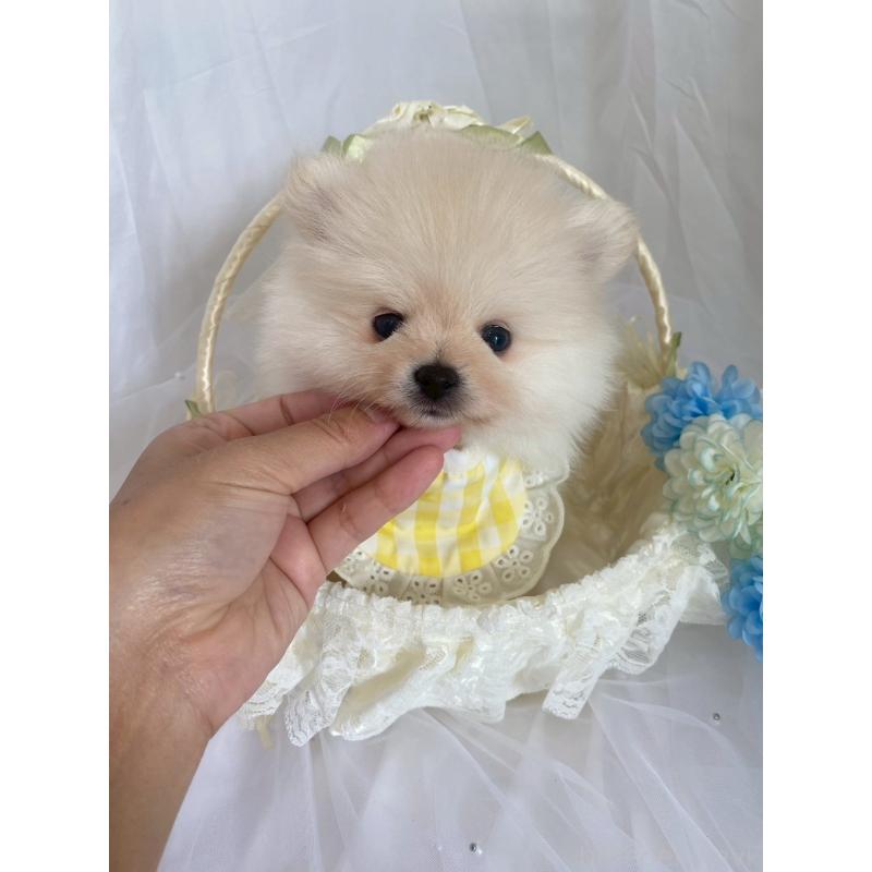 販売中の兵庫県のポメラニアン-414753