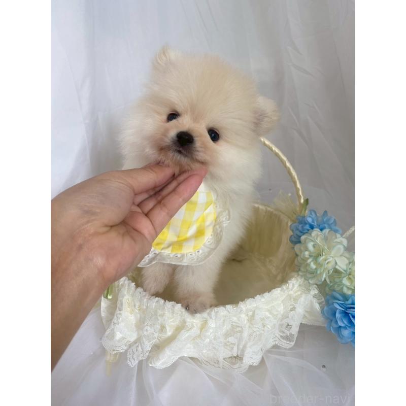 販売中の兵庫県のポメラニアン-414753の5枚目