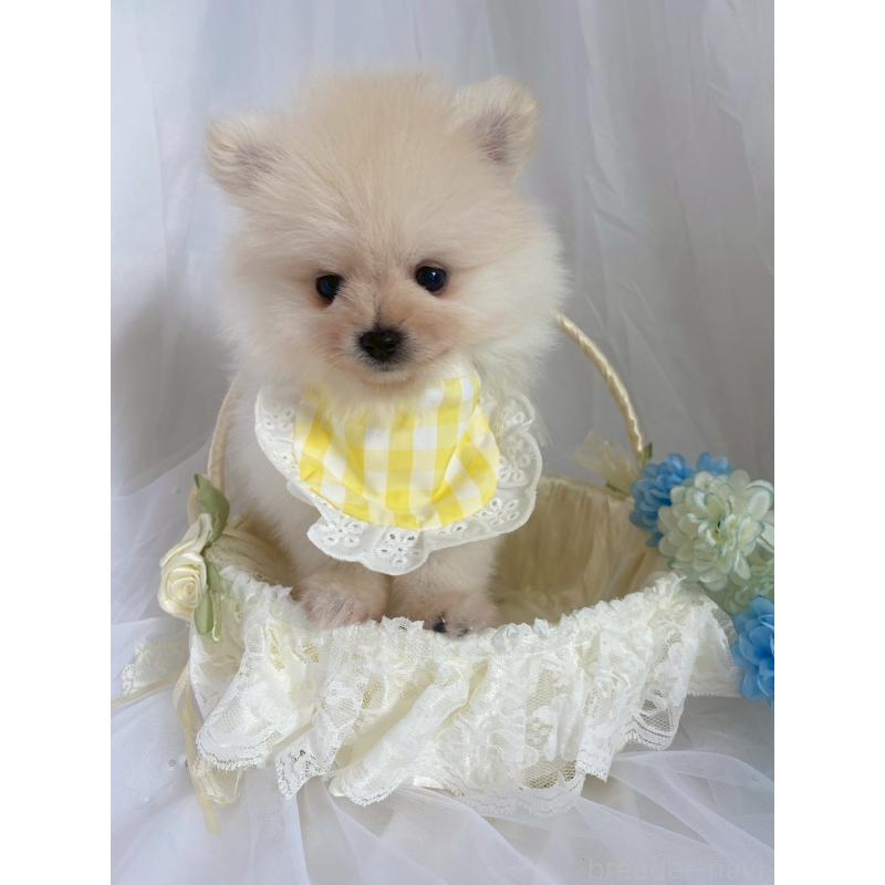 販売中の兵庫県のポメラニアン-414753の4枚目