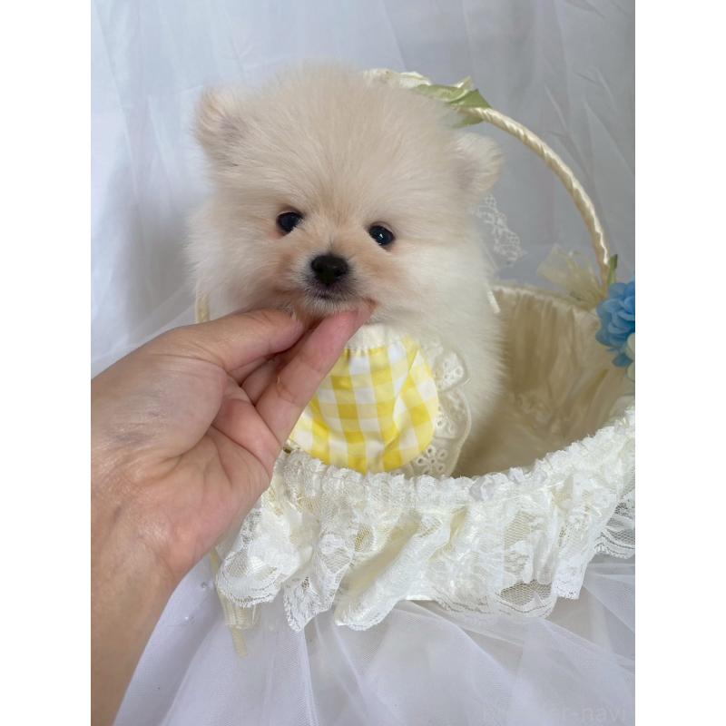 販売中の兵庫県のポメラニアン-414753の3枚目