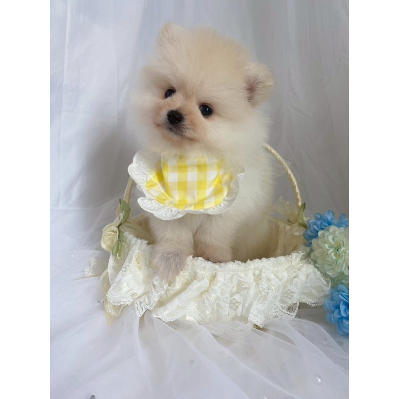 販売中の兵庫県のポメラニアン-414753の2枚目