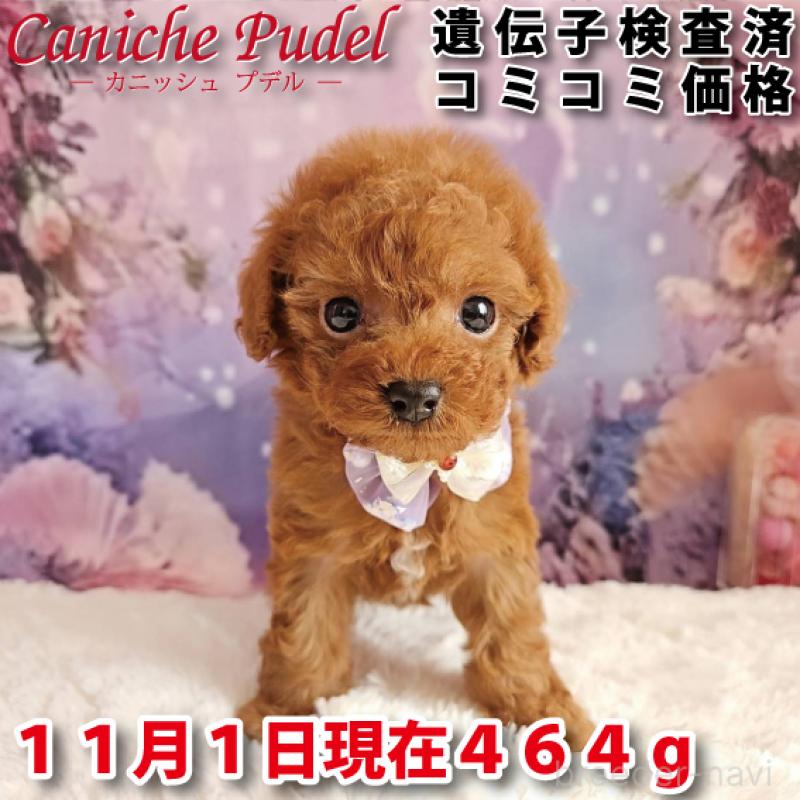 販売中の岐阜県のトイプードル-423810の1枚目