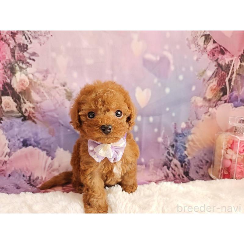 販売中の岐阜県のトイプードル-423810の16枚目