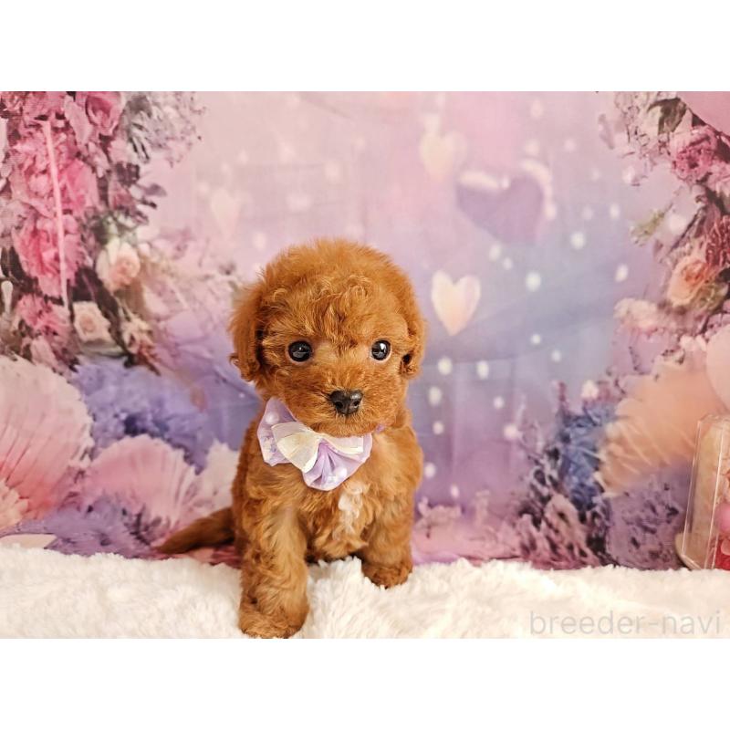 販売中の岐阜県のトイプードル-423810の15枚目