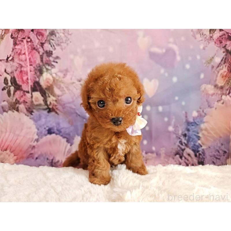 販売中の岐阜県のトイプードル-423810の14枚目