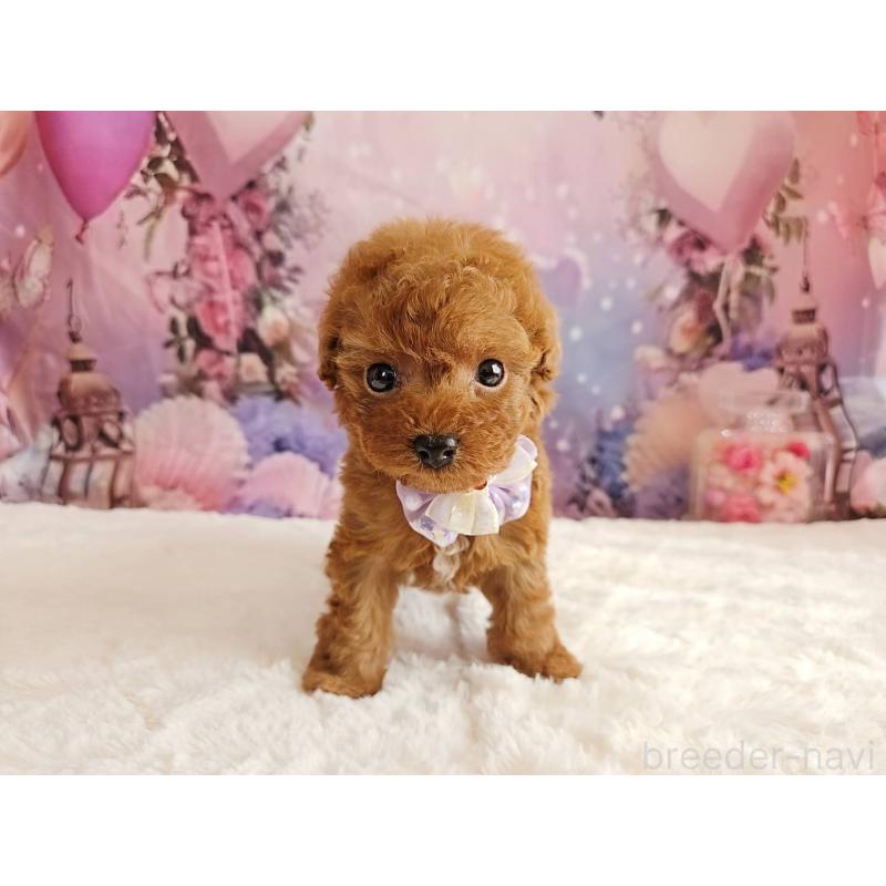 販売中の岐阜県のトイプードル-423810の13枚目