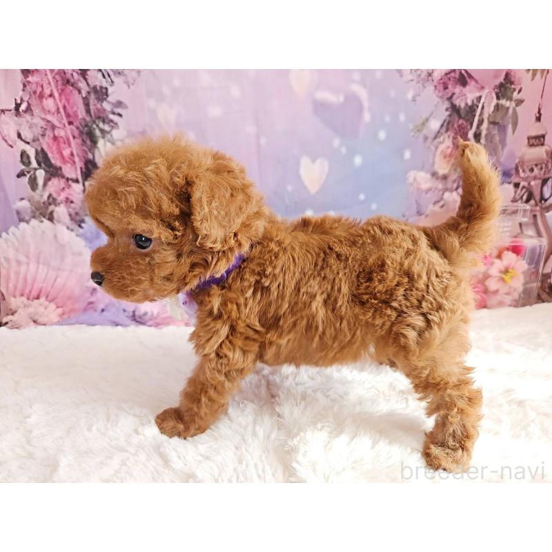 販売中の岐阜県のトイプードル-423810の12枚目