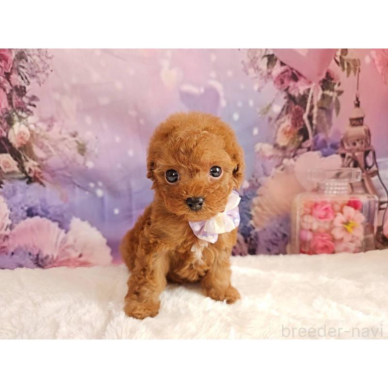 販売中の岐阜県のトイプードル-423810の11枚目