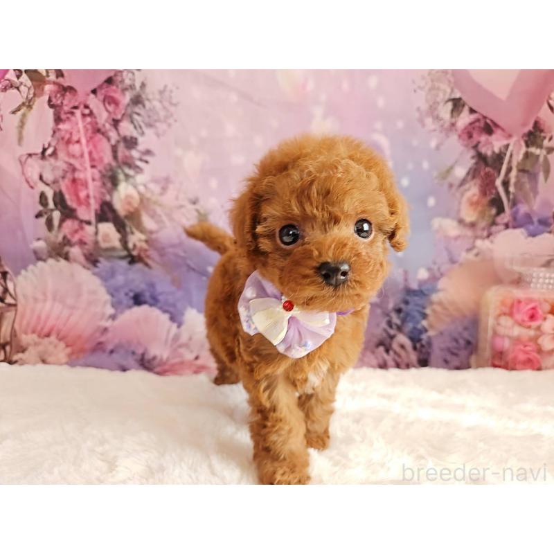 販売中の岐阜県のトイプードル-423810の10枚目