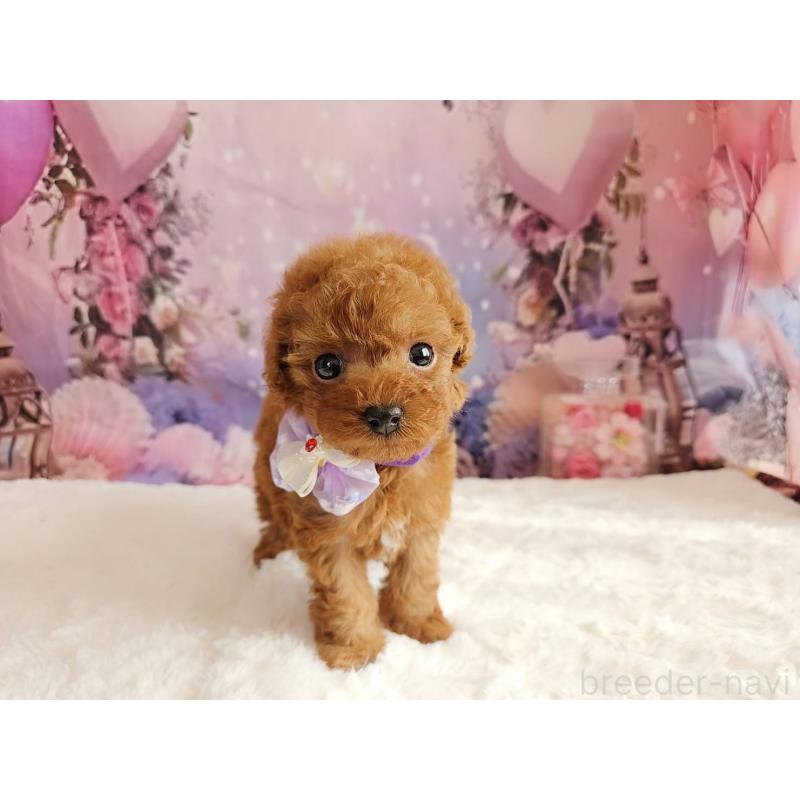 販売中の岐阜県のトイプードル-423810の9枚目